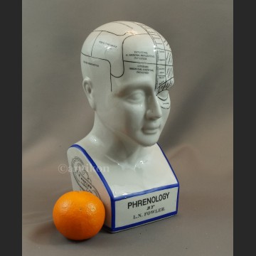 Porcelanowa głowa lekarska mapa mózgu House