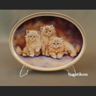 Talerz z kotami Bradex 