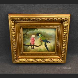 Papuga obraz olejny w ramie Papuga obraz olejny w ramie